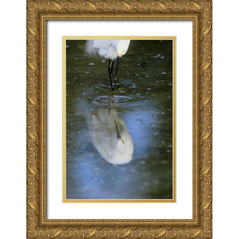 Florida Snowy egret  in water hunting Gold Ornate Wood Framed Art Print with Double Matting by Williams, Joanne