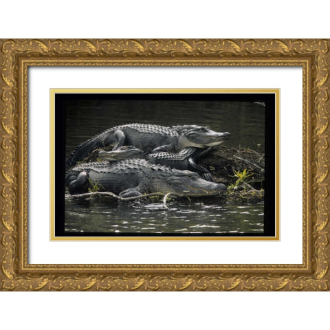 Florida Alligators rest on island in wetlands Gold Ornate Wood Framed Art Print with Double Matting by Williams, Joanne