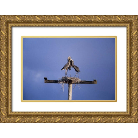 FL, Great blue herons on nest atop a structure Gold Ornate Wood Framed Art Print with Double Matting by Williams, Joanne