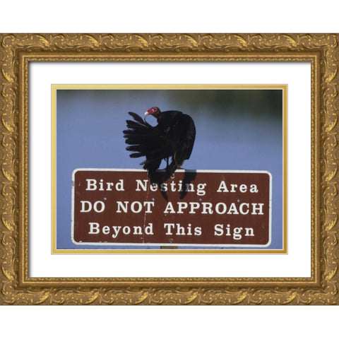 FL, Turkey vulture preens its feathers Gold Ornate Wood Framed Art Print with Double Matting by Williams, Joanne