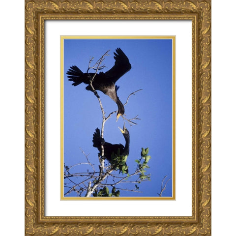 FL, Double-crested cormorants interact in tree Gold Ornate Wood Framed Art Print with Double Matting by Williams, Joanne