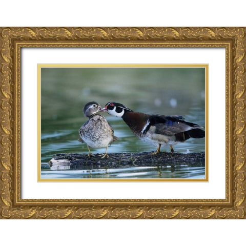 Florida Wood duck interacts with young offspring Gold Ornate Wood Framed Art Print with Double Matting by Williams, Joanne