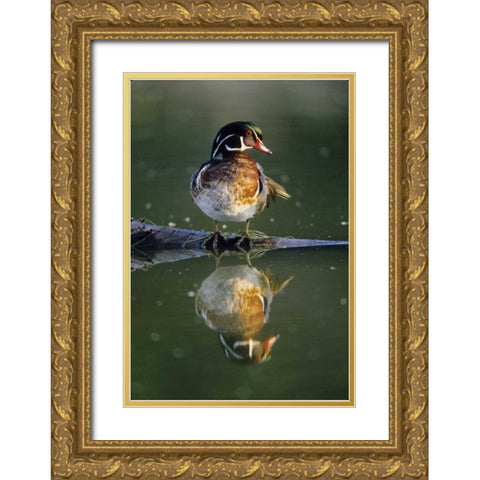 Florida Wood duck stands on sunken log in water Gold Ornate Wood Framed Art Print with Double Matting by Williams, Joanne