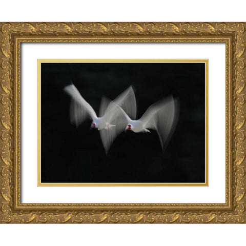 FL, Alafia Bank White ibis pair in flight Gold Ornate Wood Framed Art Print with Double Matting by Morris, Arthur
