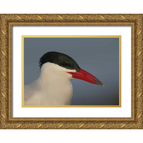 FL, St Petersburg, Caspian terns head Gold Ornate Wood Framed Art Print with Double Matting by Morris, Arthur