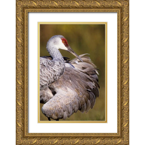 USA, Florida Sandhill crane preening feathers Gold Ornate Wood Framed Art Print with Double Matting by Williams, Joanne