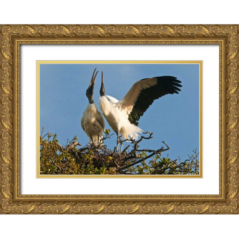 FL, Wood stork pair on nest in courtship display Gold Ornate Wood Framed Art Print with Double Matting by Rotenberg, Nancy