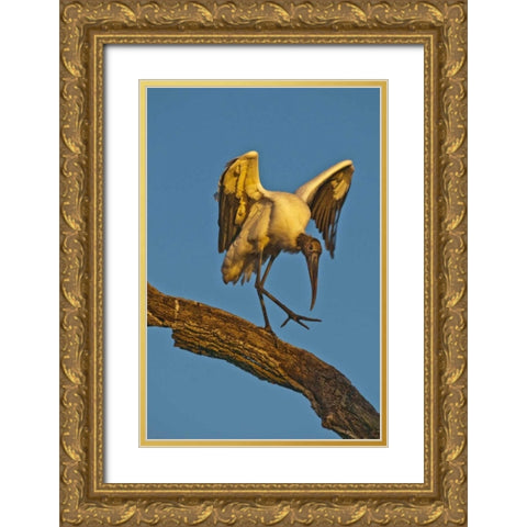 FL, St Augustine Wood stork dances on tree limb Gold Ornate Wood Framed Art Print with Double Matting by Rotenberg, Nancy