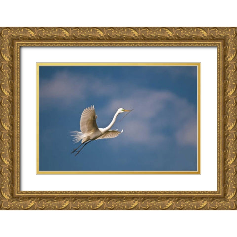 FL, St Augustine Great egret in flight Gold Ornate Wood Framed Art Print with Double Matting by Rotenberg, Nancy