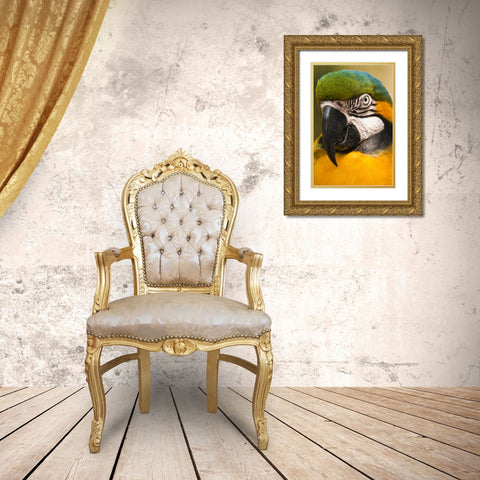 USA, Florida, St Augustine Portrait of parrot Gold Ornate Wood Framed Art Print with Double Matting by Rotenberg, Nancy