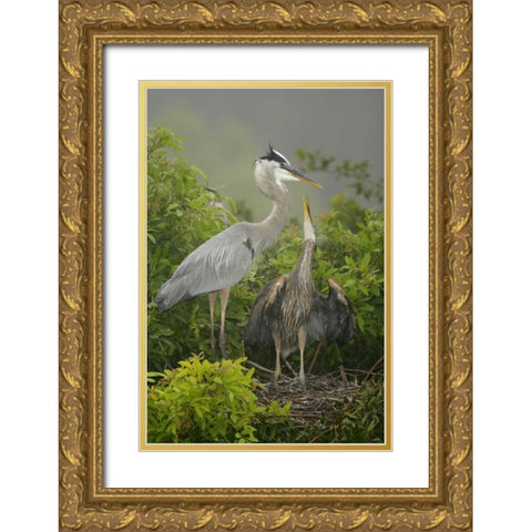 FL, South Venice Great blue heron feeding young Gold Ornate Wood Framed Art Print with Double Matting by Morris, Arthur