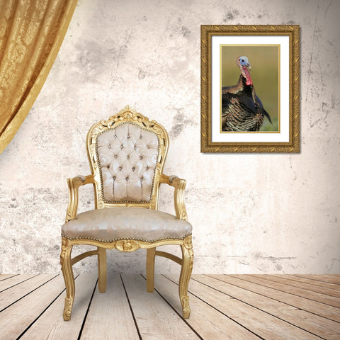 FL, Indian Lake Estates Wild male turkey Gold Ornate Wood Framed Art Print with Double Matting by Morris, Arthur