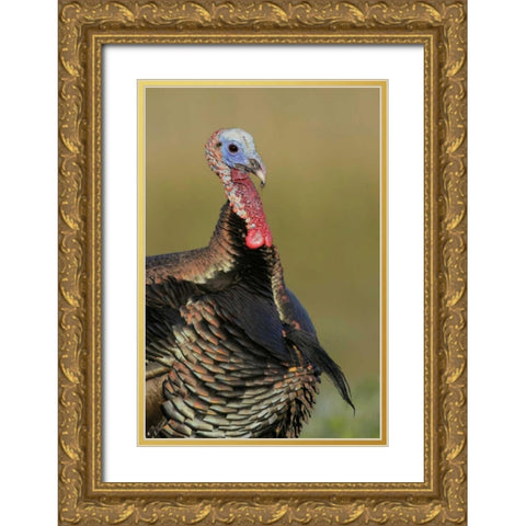 FL, Indian Lake Estates Wild male turkey Gold Ornate Wood Framed Art Print with Double Matting by Morris, Arthur