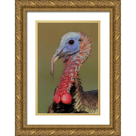 FL, Indian Lake Estates Wild male turkey head Gold Ornate Wood Framed Art Print with Double Matting by Morris, Arthur