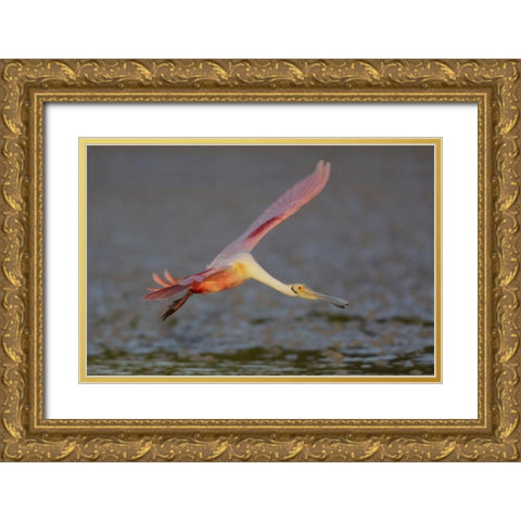 FL, Tampa Bay, Alafaya Banks Roseate spoonbill Gold Ornate Wood Framed Art Print with Double Matting by Morris, Arthur