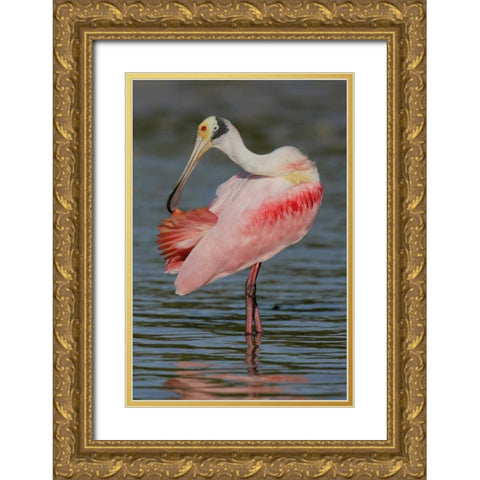 FL, Tampa Bay, Alafaya Banks Roseate spoonbill Gold Ornate Wood Framed Art Print with Double Matting by Morris, Arthur