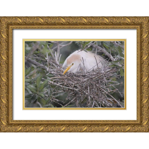 FL Cattle egret on nest Gold Ornate Wood Framed Art Print with Double Matting by Morris, Arthur