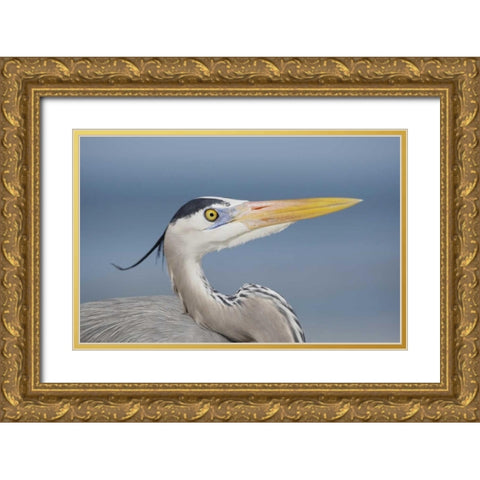 FL, Sanibel Great blue heron in breeding plumage Gold Ornate Wood Framed Art Print with Double Matting by Morris, Arthur