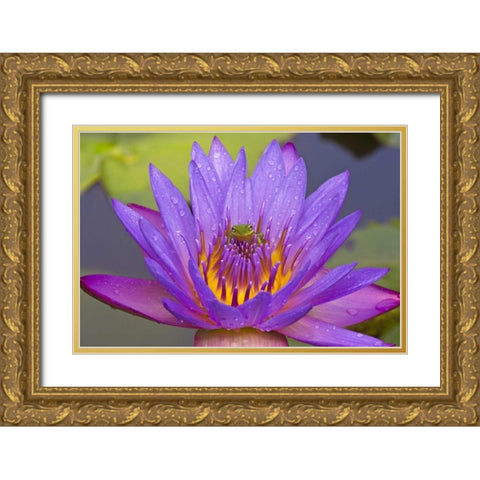 FL Green leaf frog inside purple water lily Gold Ornate Wood Framed Art Print with Double Matting by Williams, Joanne