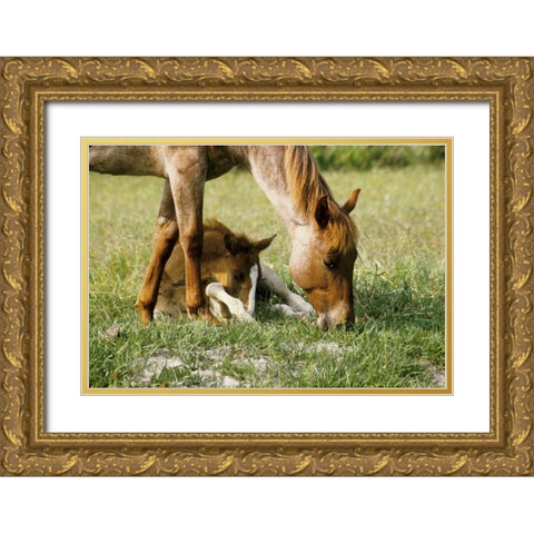 USA, Florida Close-up of mare and foal Gold Ornate Wood Framed Art Print with Double Matting by Williams, Joanne