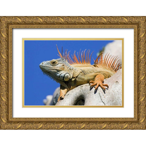Florida, Lighthouse Point Male iguana on tree Gold Ornate Wood Framed Art Print with Double Matting by Williams, Joanne