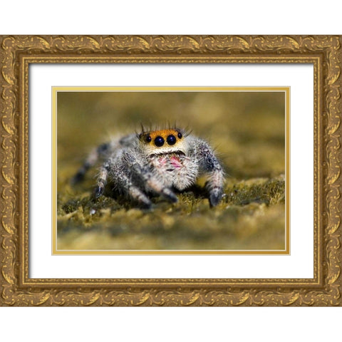 USA, Florida Close-up of jumping spider Gold Ornate Wood Framed Art Print with Double Matting by Williams, Joanne