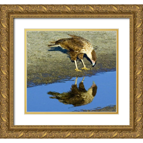 Florida Immature crested caracara looks in water Gold Ornate Wood Framed Art Print with Double Matting by Williams, Joanne