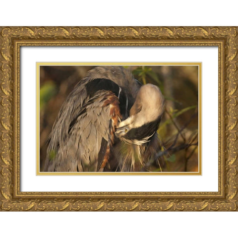 FL, Everglades NP Great blue heron preening Gold Ornate Wood Framed Art Print with Double Matting by Kaveney, Wendy