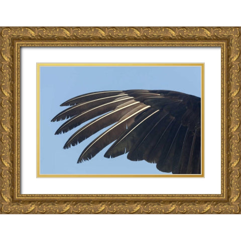 Florida, Everglades NP Anhinga wing feathers Gold Ornate Wood Framed Art Print with Double Matting by Kaveney, Wendy