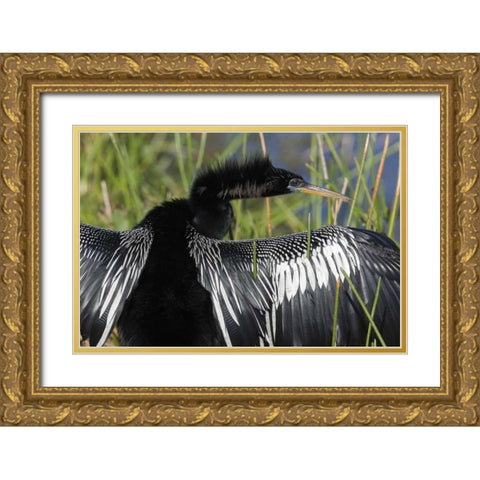 FL, Everglades NP Anhinga with wings spread Gold Ornate Wood Framed Art Print with Double Matting by Kaveney, Wendy