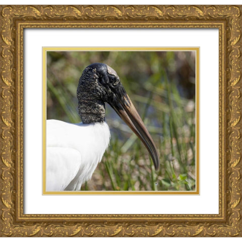 Florida, Everglades NP Endangered wood stork Gold Ornate Wood Framed Art Print with Double Matting by Kaveney, Wendy