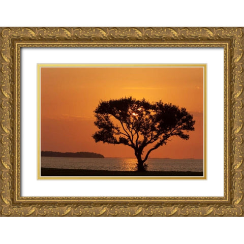 FL, Everglades NP, Tree silhouetted at sunrise Gold Ornate Wood Framed Art Print with Double Matting by Kaveney, Wendy