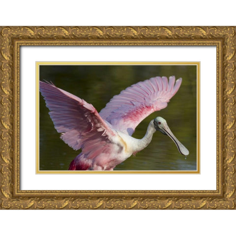 FL, Everglades NP Roseate spoonbill with wings Gold Ornate Wood Framed Art Print with Double Matting by Kaveney, Wendy
