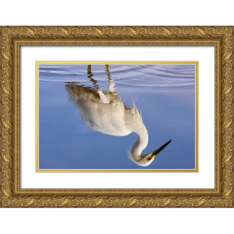 FL, Everglades NP Reflection of snowy egret Gold Ornate Wood Framed Art Print with Double Matting by Kaveney, Wendy