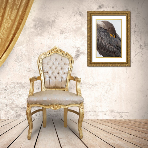 FL, Everglades NP Double-crested cormorant Gold Ornate Wood Framed Art Print with Double Matting by Kaveney, Wendy