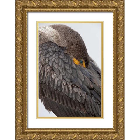 FL, Everglades NP Double-crested cormorant Gold Ornate Wood Framed Art Print with Double Matting by Kaveney, Wendy