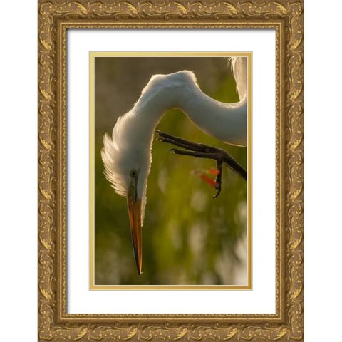 Florida Profile of great egret Gold Ornate Wood Framed Art Print with Double Matting by Illg, Cathy and Gordon