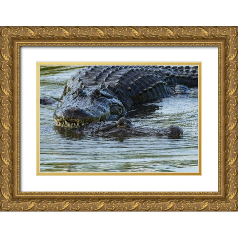 FL, Male alligator displays courtship behavior Gold Ornate Wood Framed Art Print with Double Matting by Illg, Cathy and Gordon