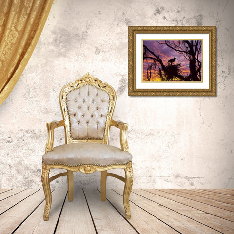 USA, Florida Ibis on nest at sunset Gold Ornate Wood Framed Art Print with Double Matting by Rotenberg, Nancy