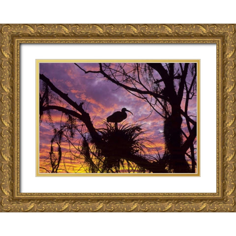 USA, Florida Ibis on nest at sunset Gold Ornate Wood Framed Art Print with Double Matting by Rotenberg, Nancy