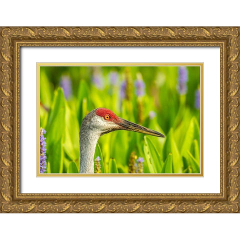 Florida-Orlando Wetlands Park Sandhill crane adult in blooming pickerel weed Gold Ornate Wood Framed Art Print with Double Matting by Jaynes Gallery