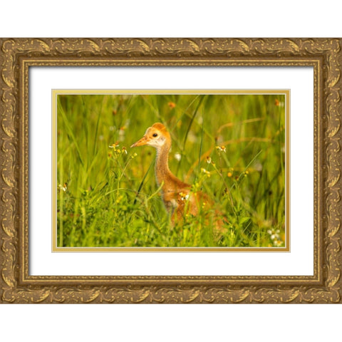 Florida-Orlando Wetlands Park Sandhill crane colt close-up Gold Ornate Wood Framed Art Print with Double Matting by Jaynes Gallery