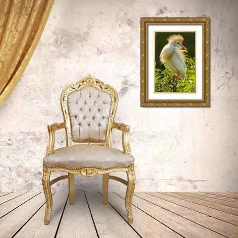 Florida-Anastasia Island Cattle egret in breeding plumage Gold Ornate Wood Framed Art Print with Double Matting by Jaynes Gallery