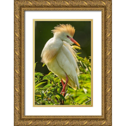Florida-Anastasia Island Cattle egret in breeding plumage Gold Ornate Wood Framed Art Print with Double Matting by Jaynes Gallery