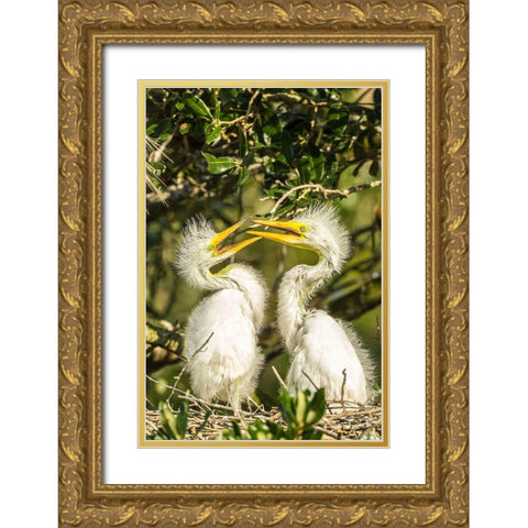 Florida-Anastasia Island-Alligator Farm Great egret chicks on nest Gold Ornate Wood Framed Art Print with Double Matting by Jaynes Gallery