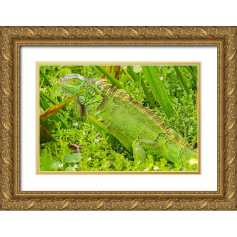 Florida-Wakodahatchee Wetlands Green iguana close-up Gold Ornate Wood Framed Art Print with Double Matting by Jaynes Gallery