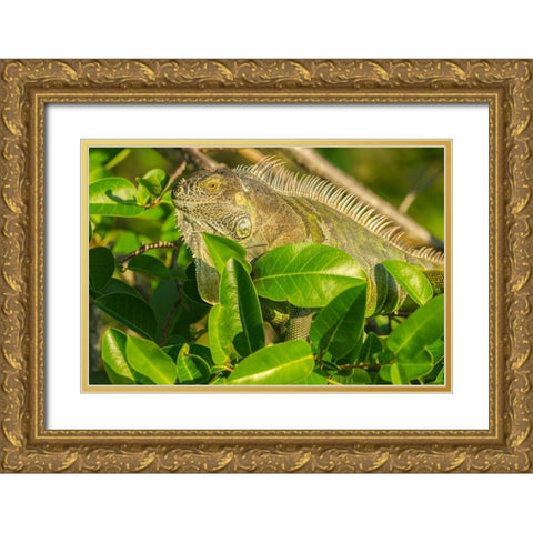 Florida-Wakodahatchee Wetlands Green iguana close-up Gold Ornate Wood Framed Art Print with Double Matting by Jaynes Gallery