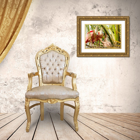 Florida-Anastasia Island-Alligator Farm Roseate spoonbill chick and parents on nest Gold Ornate Wood Framed Art Print with Double Matting by Jaynes Gallery