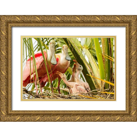 Florida-Anastasia Island-Alligator Farm Roseate spoonbill chick and parents on nest Gold Ornate Wood Framed Art Print with Double Matting by Jaynes Gallery