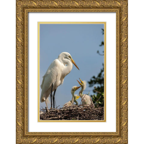 Florida-Anastasia Island Great egret parent feeding chicks on nest Gold Ornate Wood Framed Art Print with Double Matting by Jaynes Gallery